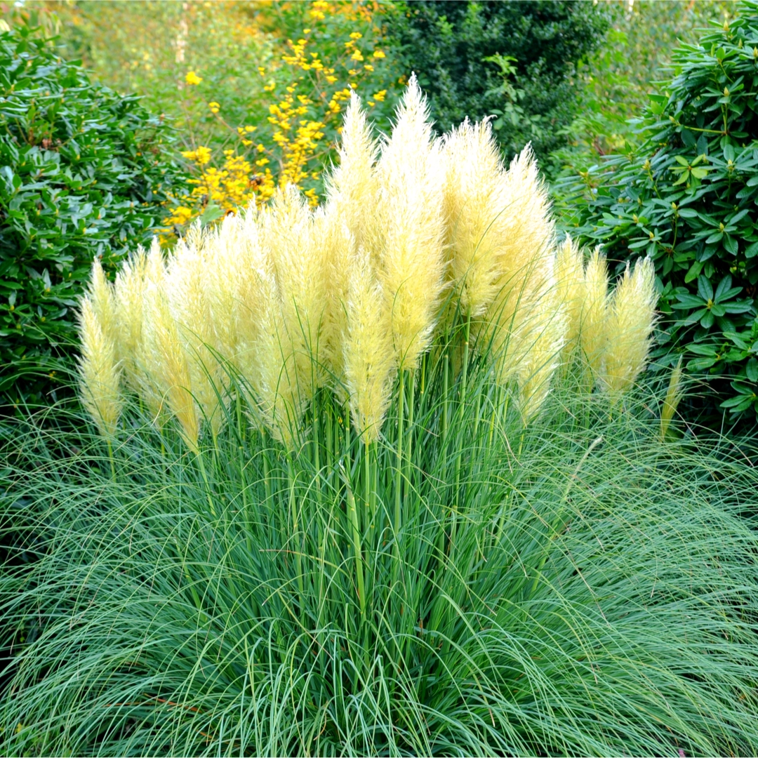 Pampass Grass Plume